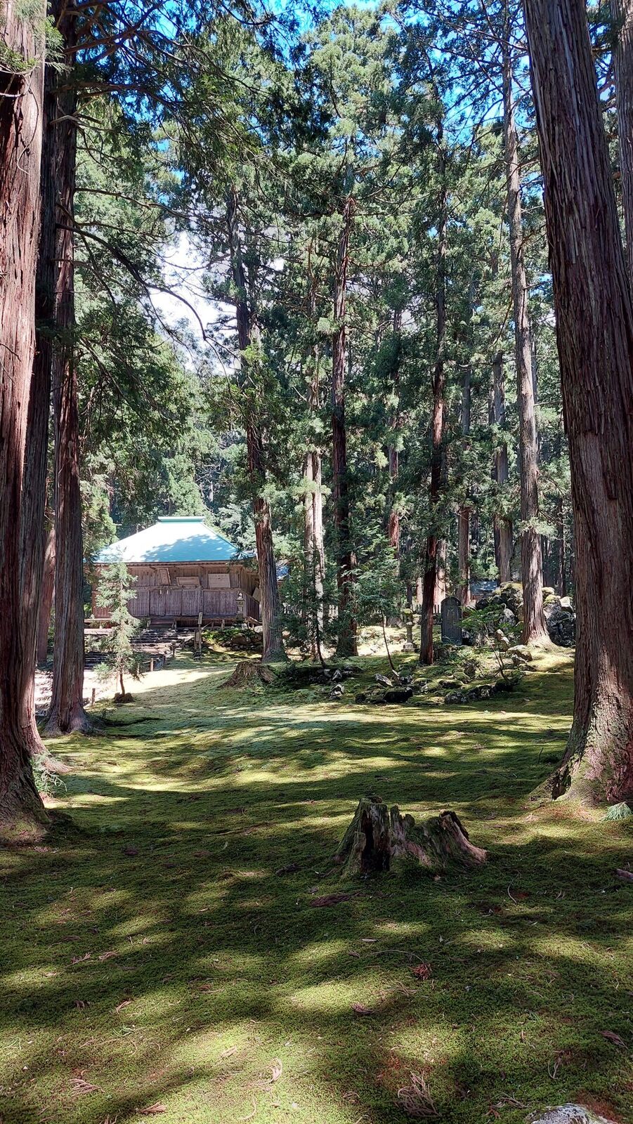 Brilliant green moss carpet with towering cedars, the torii gate barely visible in the summer light at the end of the path