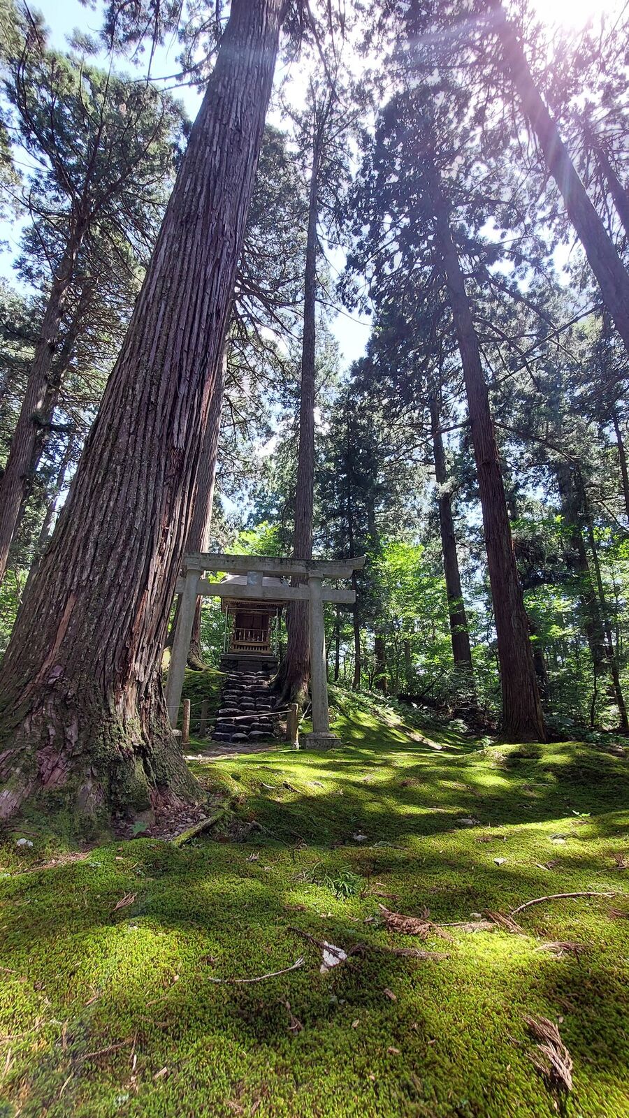 The wooden torii gate through moss-covered cedar trunks with sun flare piercing through the canopy, summer 2023 visit