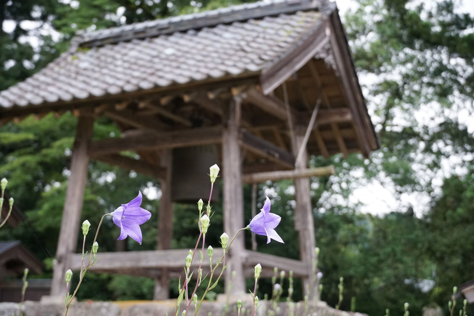 Purple bellflowers in the foreground with the temple bell tower behind, a gentle introduction to the shrine grounds