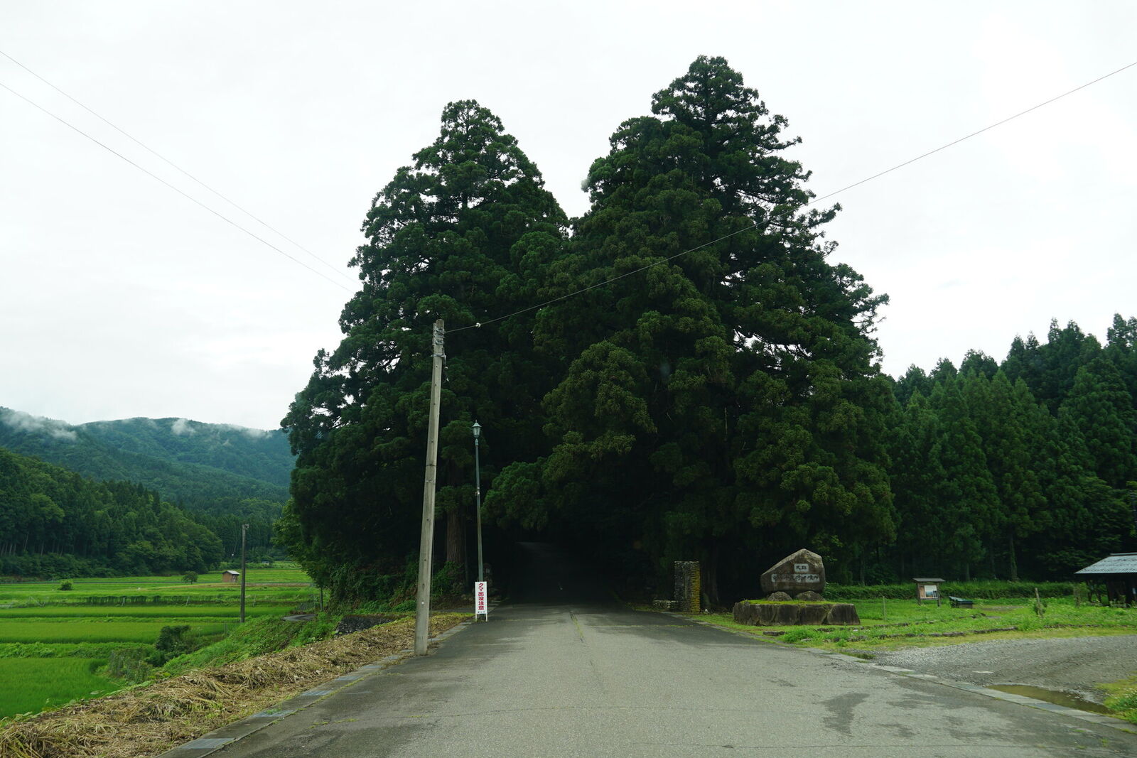 The approach to Hakusan Heisenji through towering cedar forest, moss-covered stone wall along the ancient path
