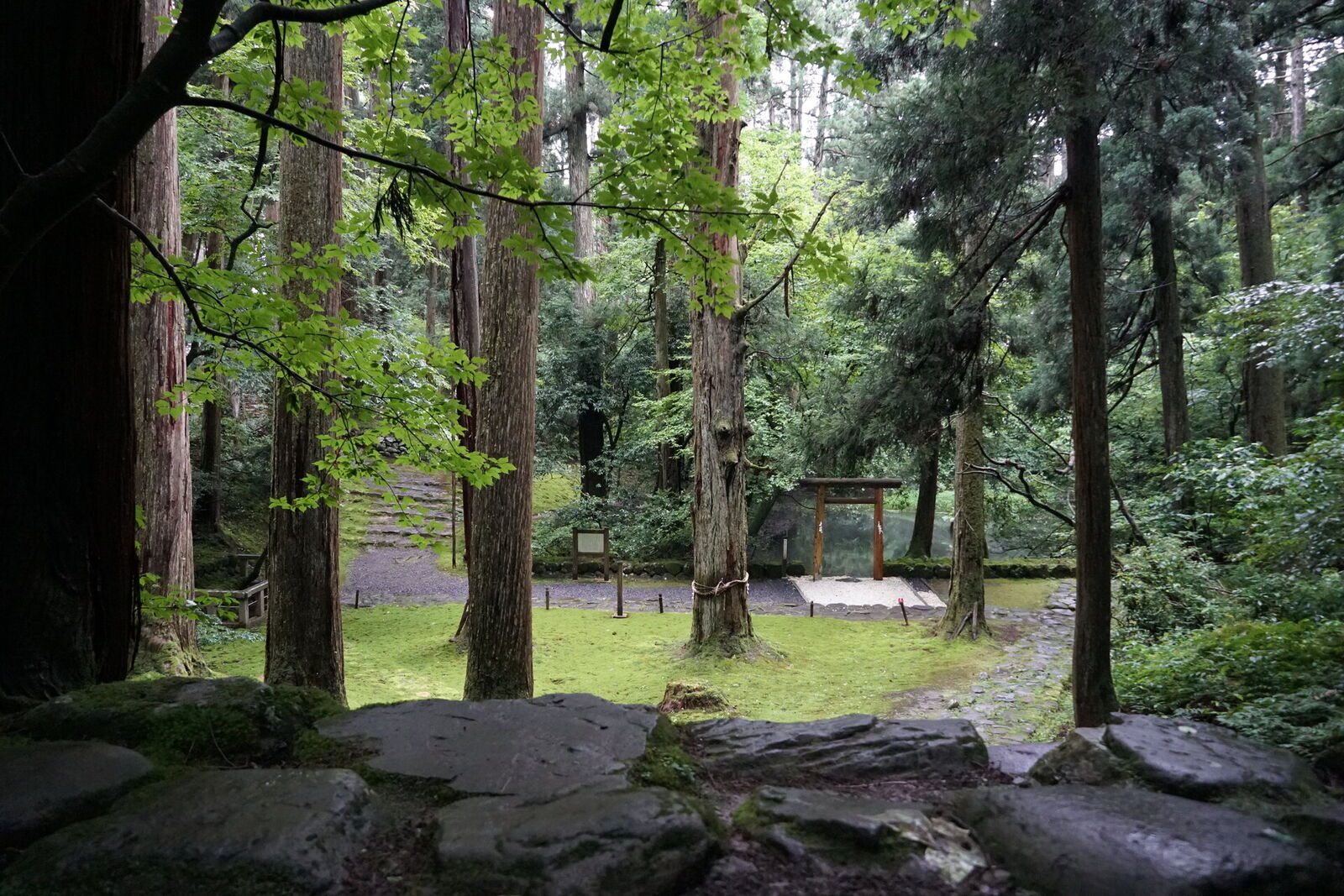 Looking across the moss-covered shrine grounds with shrine structures visible in the middle distance among the cedars