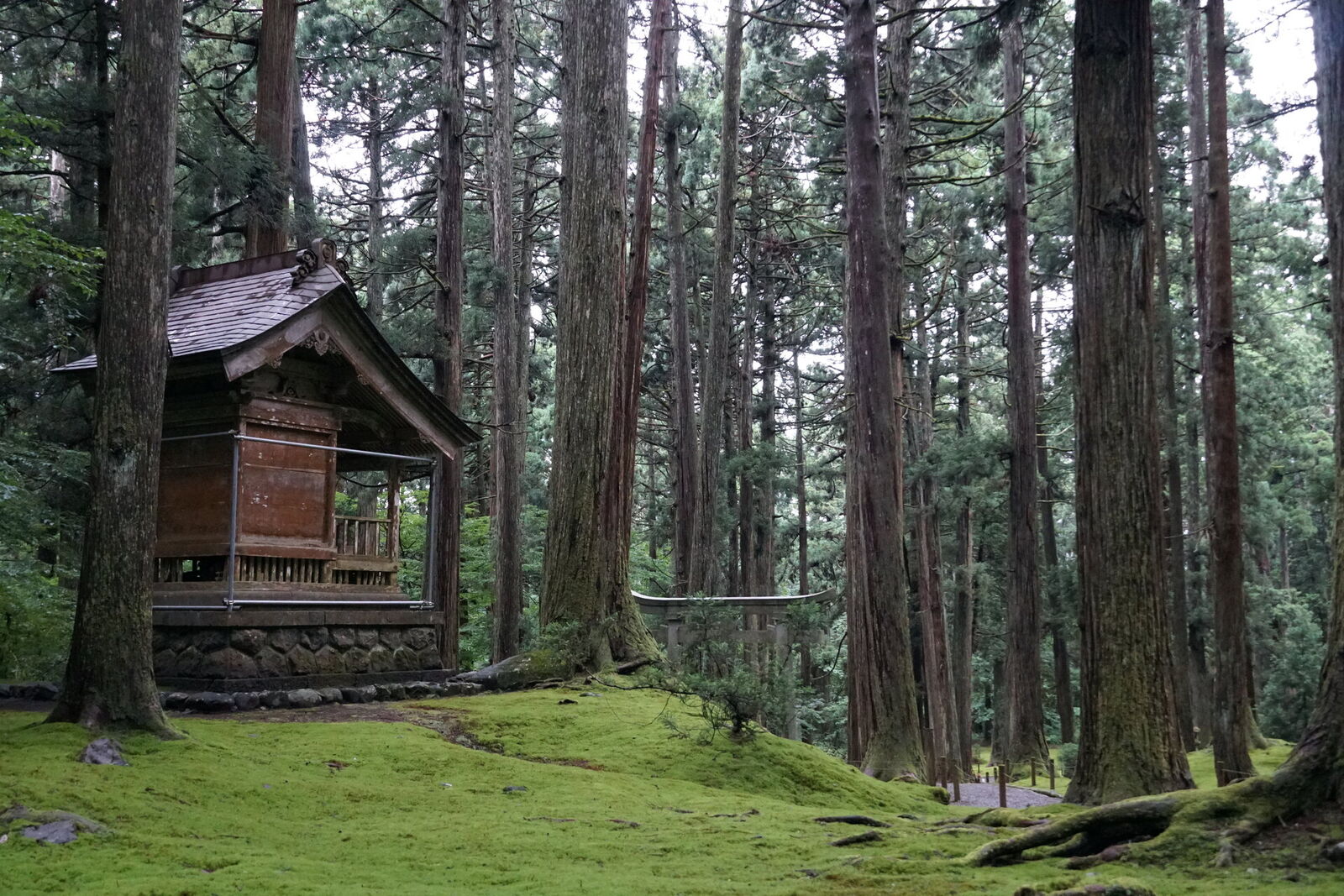 A small weathered shrine structure nestled in a forest clearing, surrounded by ancient moss and massive cedar trunks