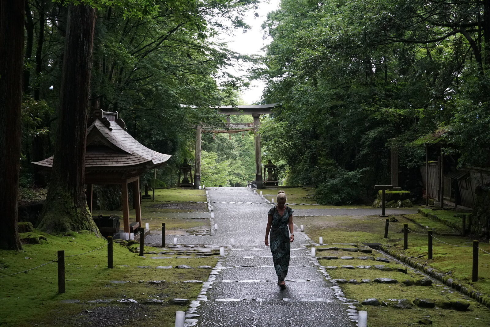 Walking away on the stone path toward the torii gate, moss carpet on both sides, the green cathedral of cedars overhead