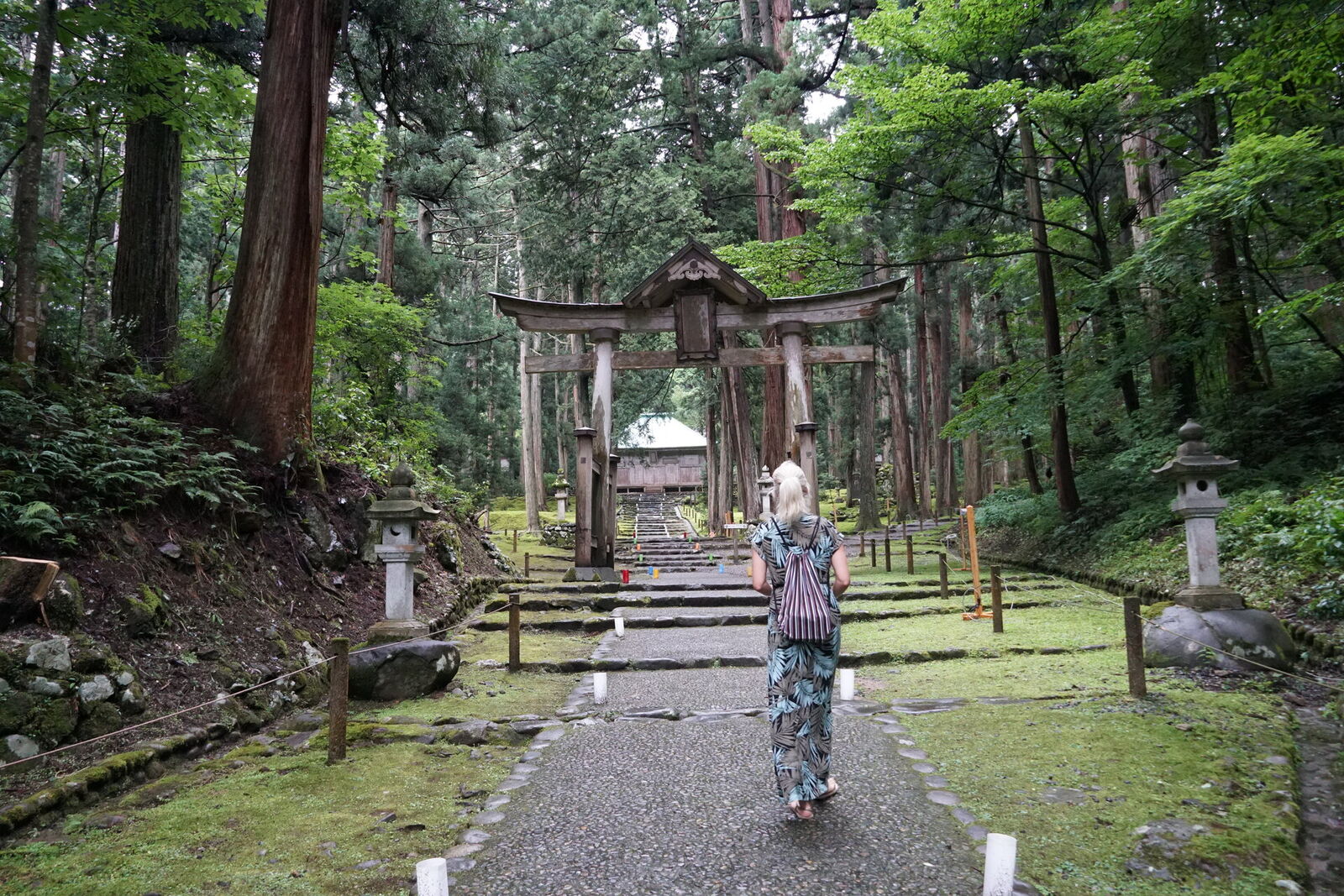 Walking toward the wooden torii gate along the moss path, stone lanterns marking the way, cedar forest on all sides