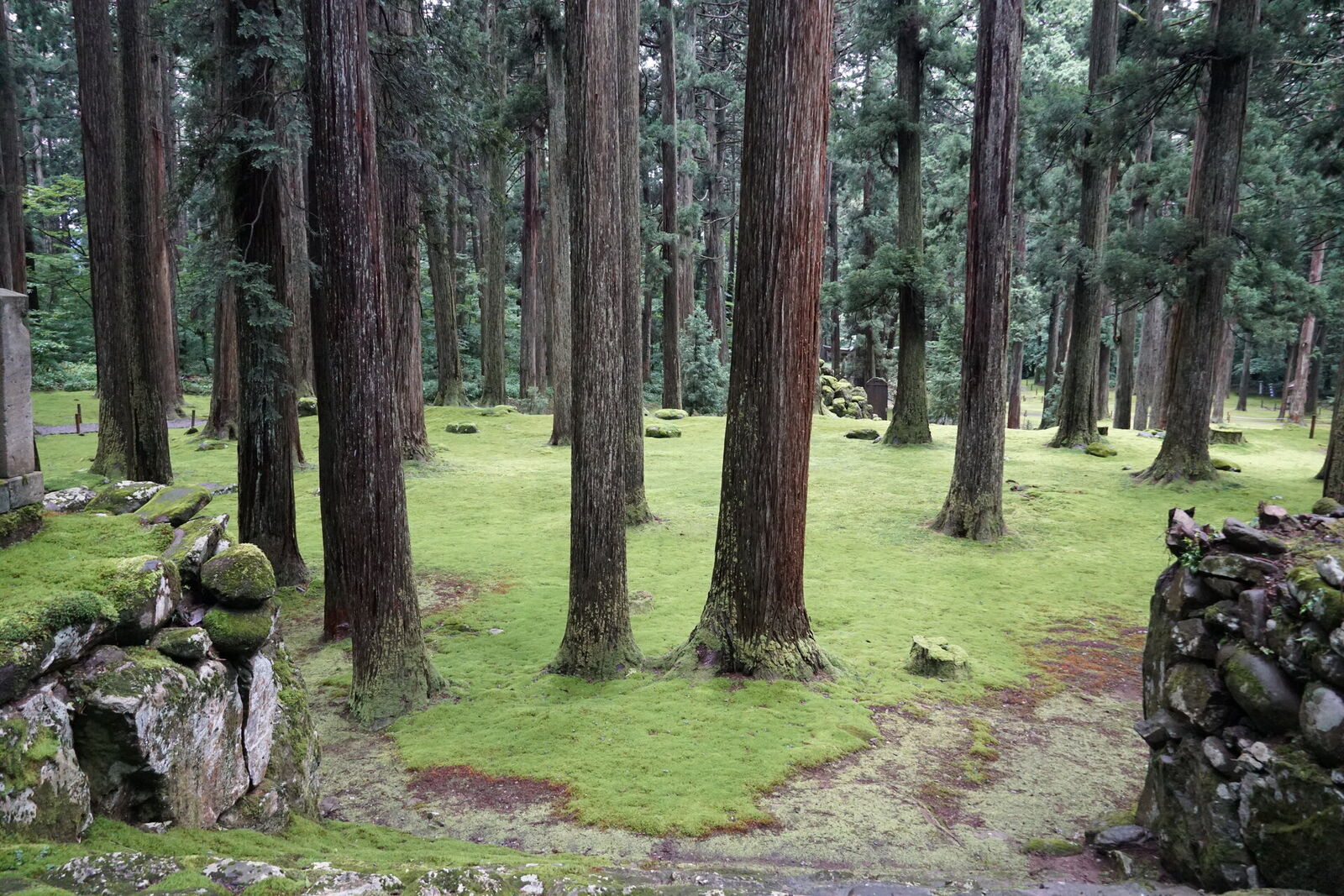 Brilliant green moss carpet stretching under ancient cedars at Hakusan Heisenji shrine