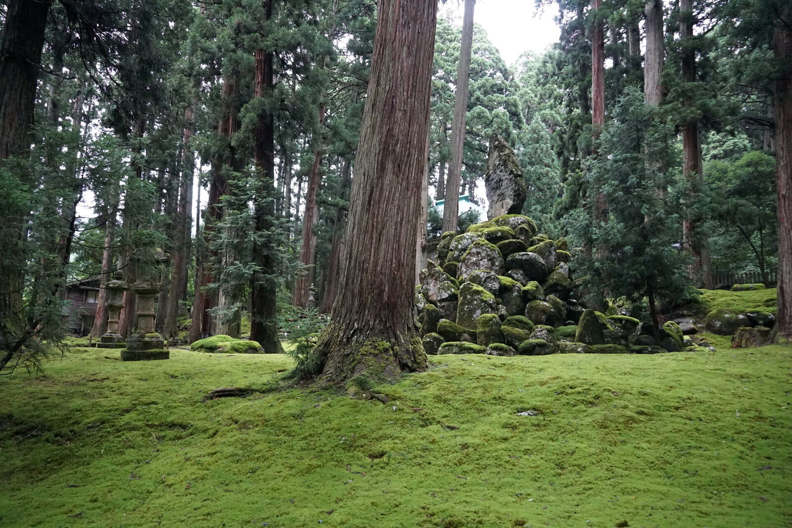 Moss carpet with massive cedar trunk and moss-covered stone pile ruins, stone lantern visible in the background