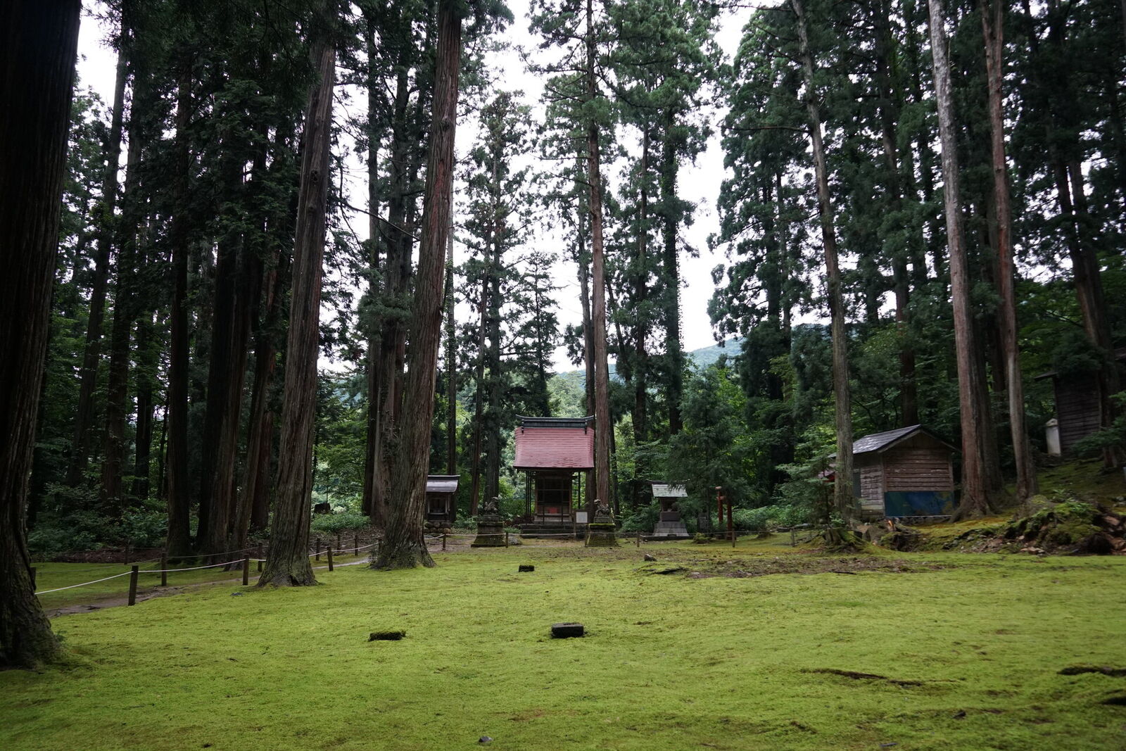 A red-roofed secondary shrine in a wide moss clearing, towering cedars creating the forest ceiling above