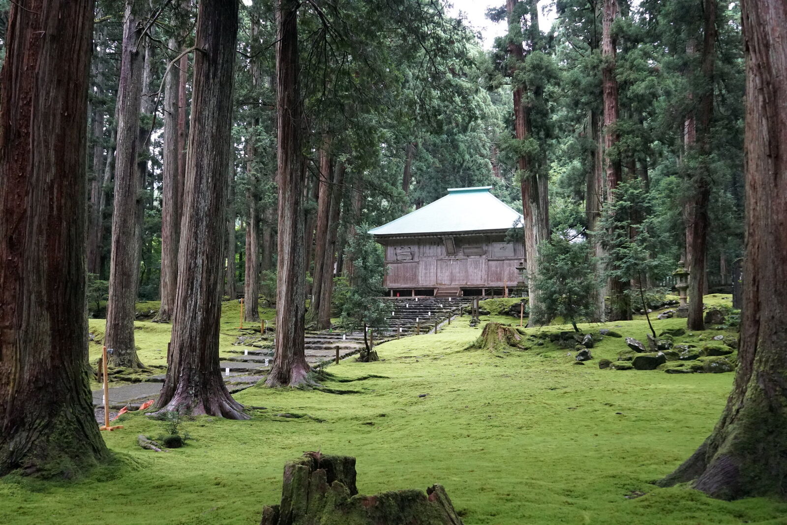 The main shrine building seen through the cedar forest, brilliant green moss carpet stretching from foreground to the ancient wooden walls