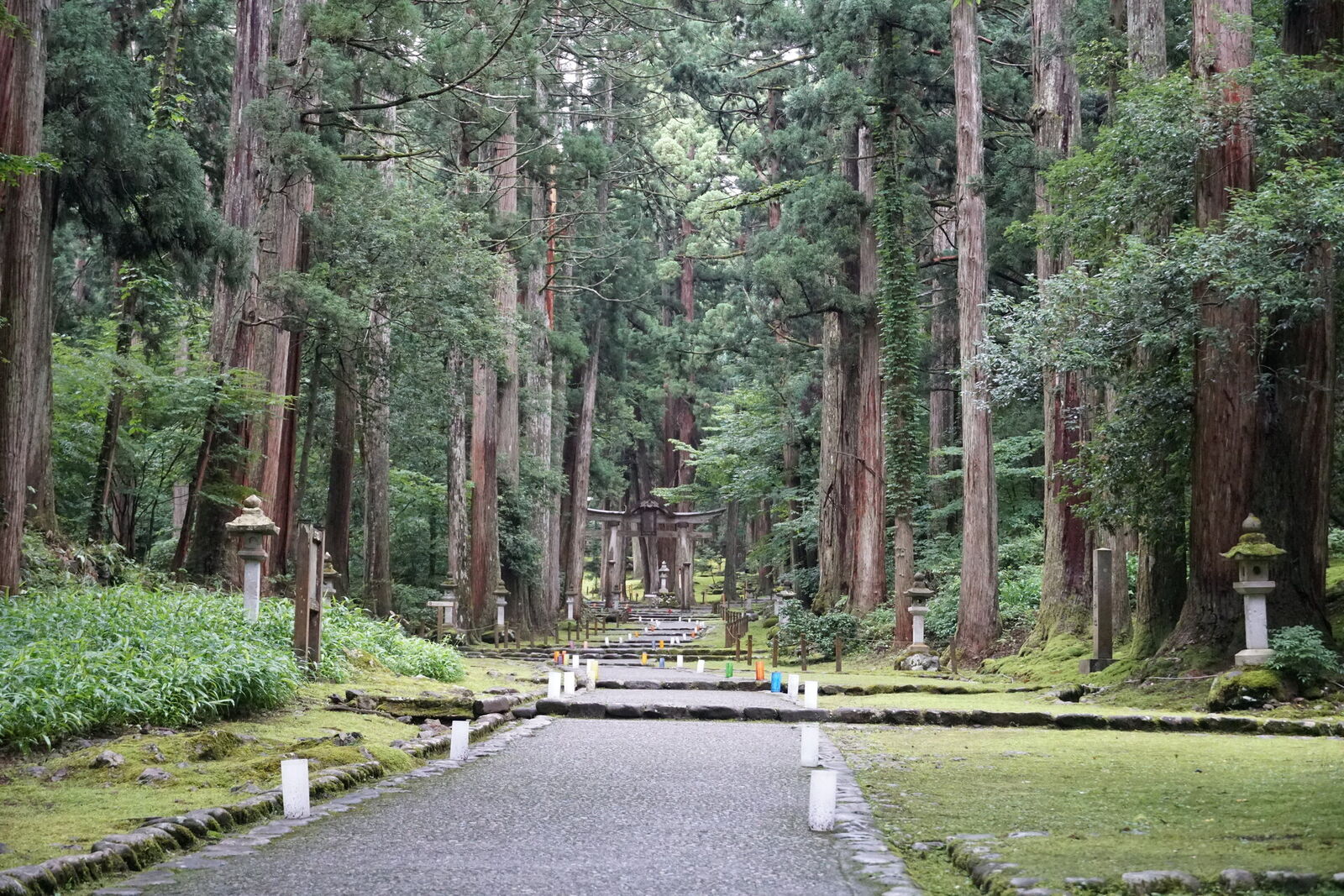 The main shrine visible down a moss-covered path flanked by white stone lanterns and towering cedars
