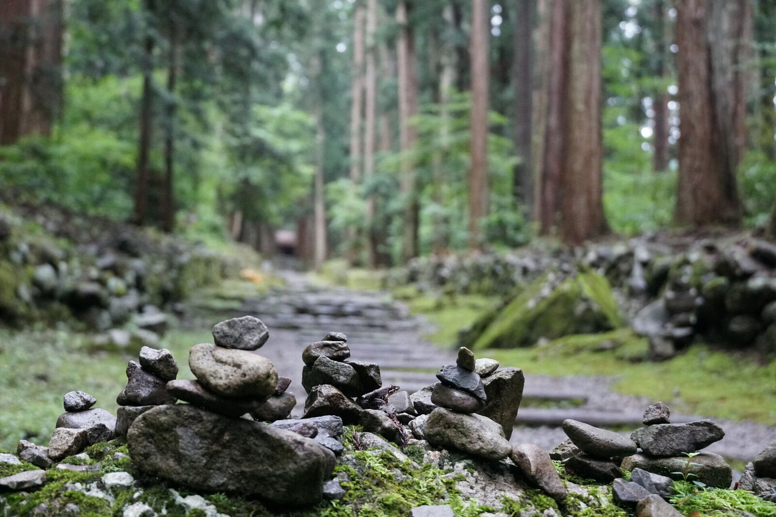 Small stone cairns in the foreground with beautiful bokeh, the deep forest path and cedars dissolving into green behind