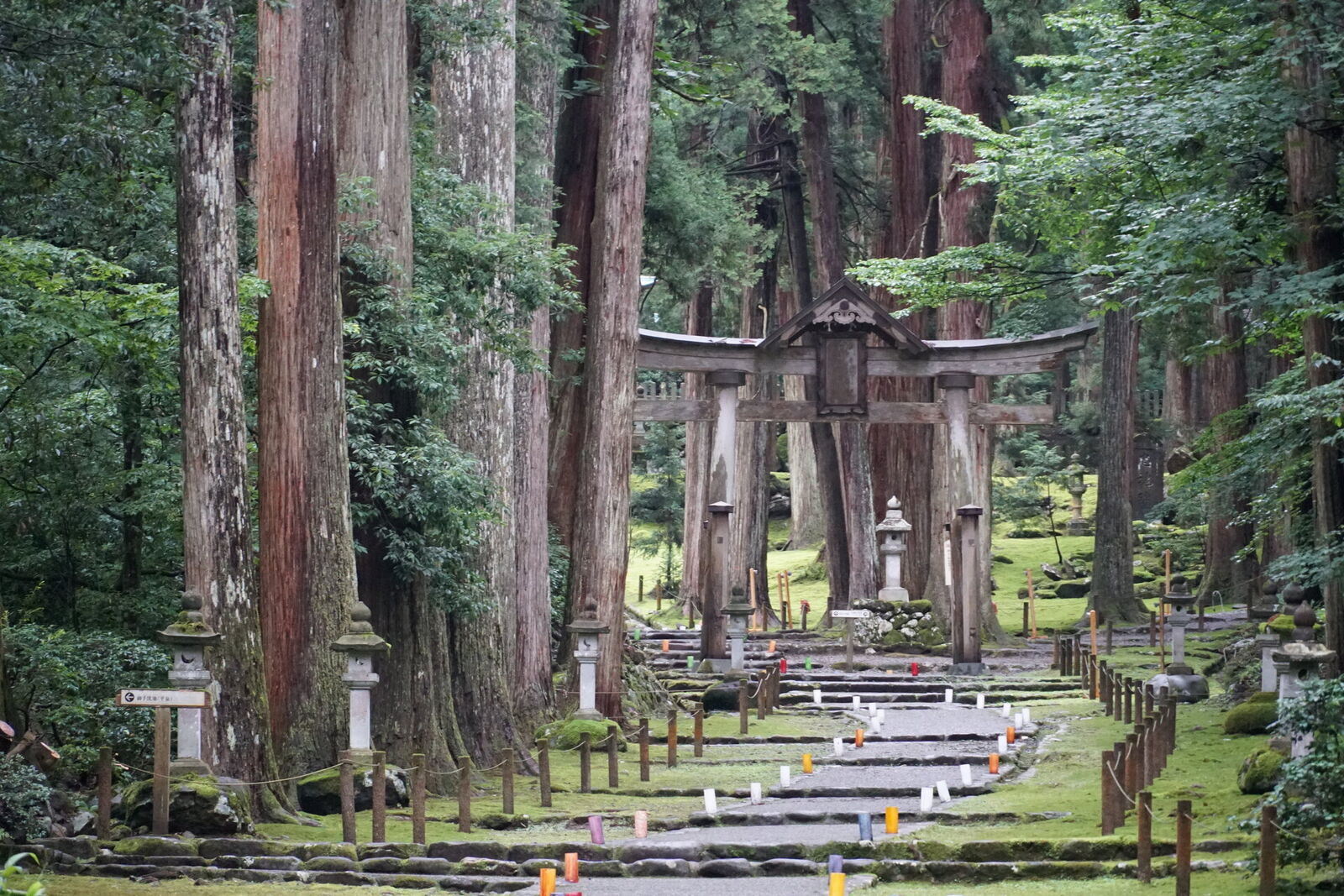 The wooden torii gate rising among massive cedar trunks, stone lanterns lining the moss-covered path, illumination markers for evening events