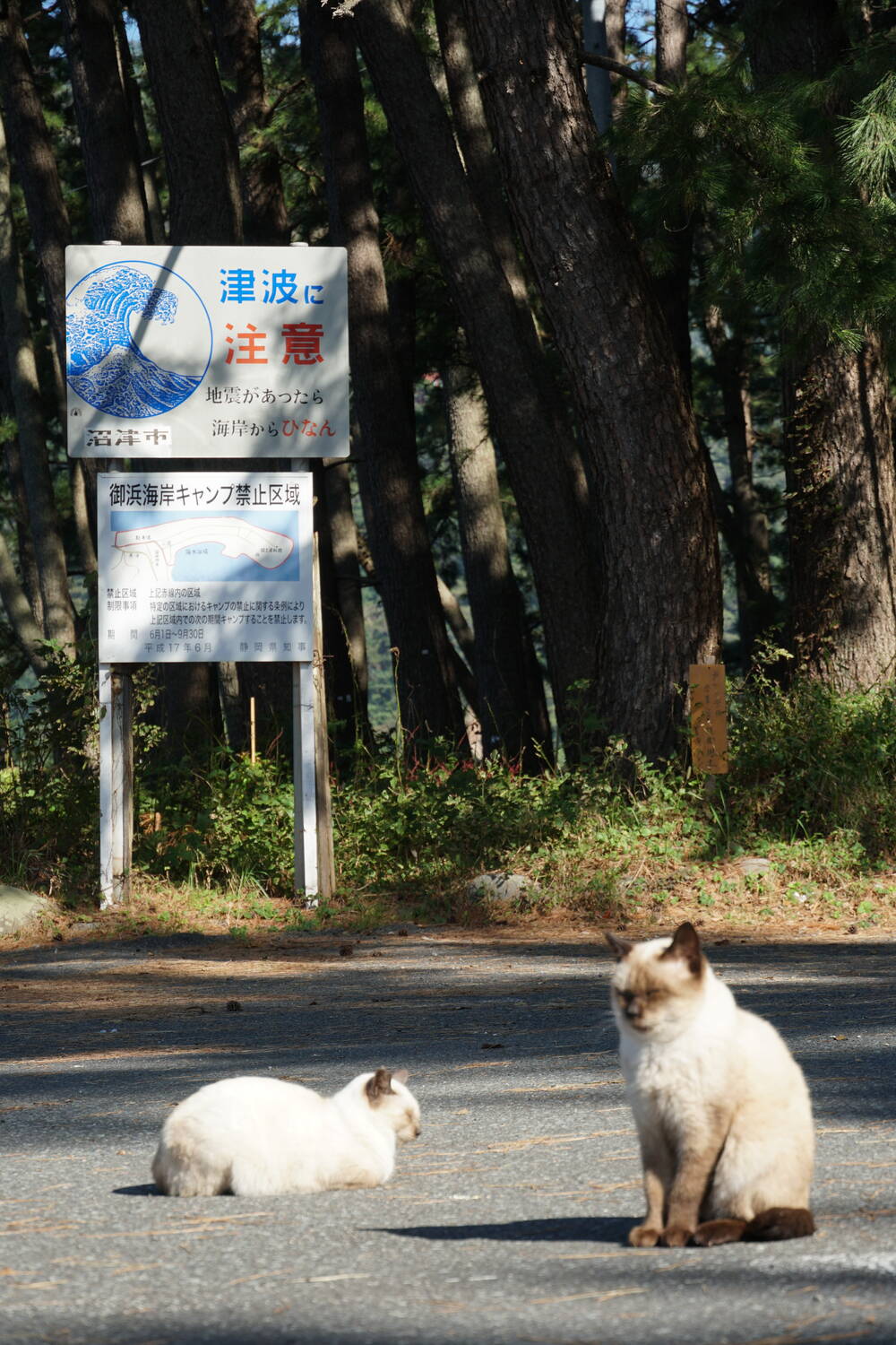 Panoramic view of Heda harbour and bay landscape with fishing vessels and forested coastline