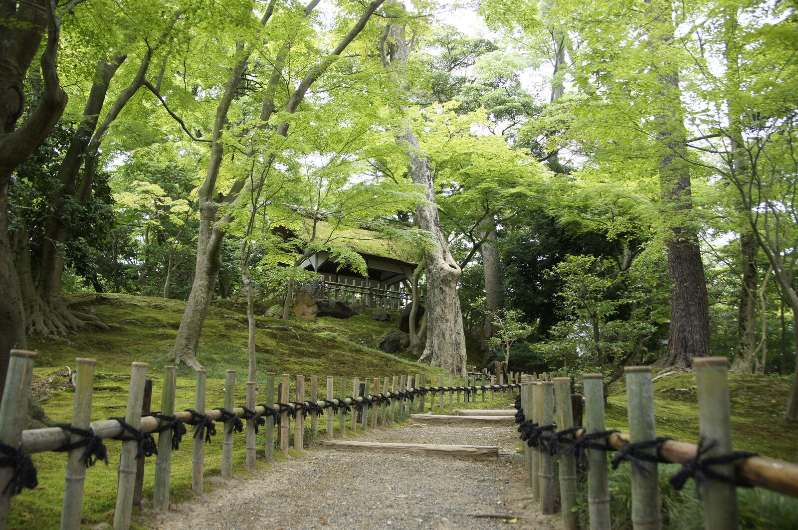Bamboo-fenced path curving uphill to pavilion with green maple canopy