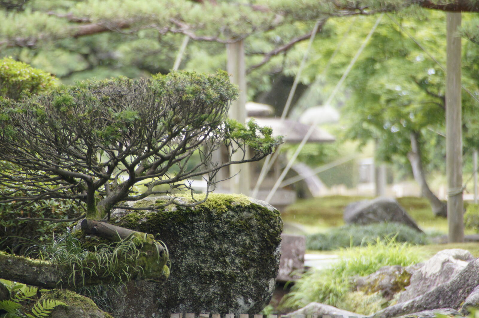 Miniature bonsai-like tree growing on a mossy rock with shallow depth of field