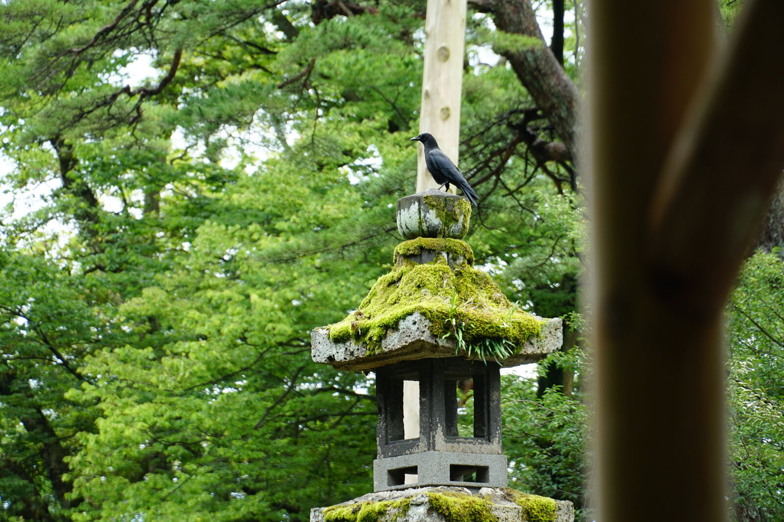Black crow perched on a moss-covered stone lantern with vivid green trees behind