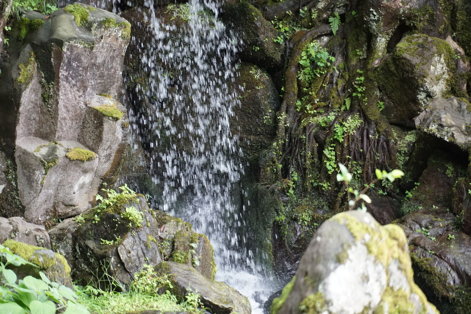 Waterfall cascading over moss-covered rocks with ferns and exposed roots