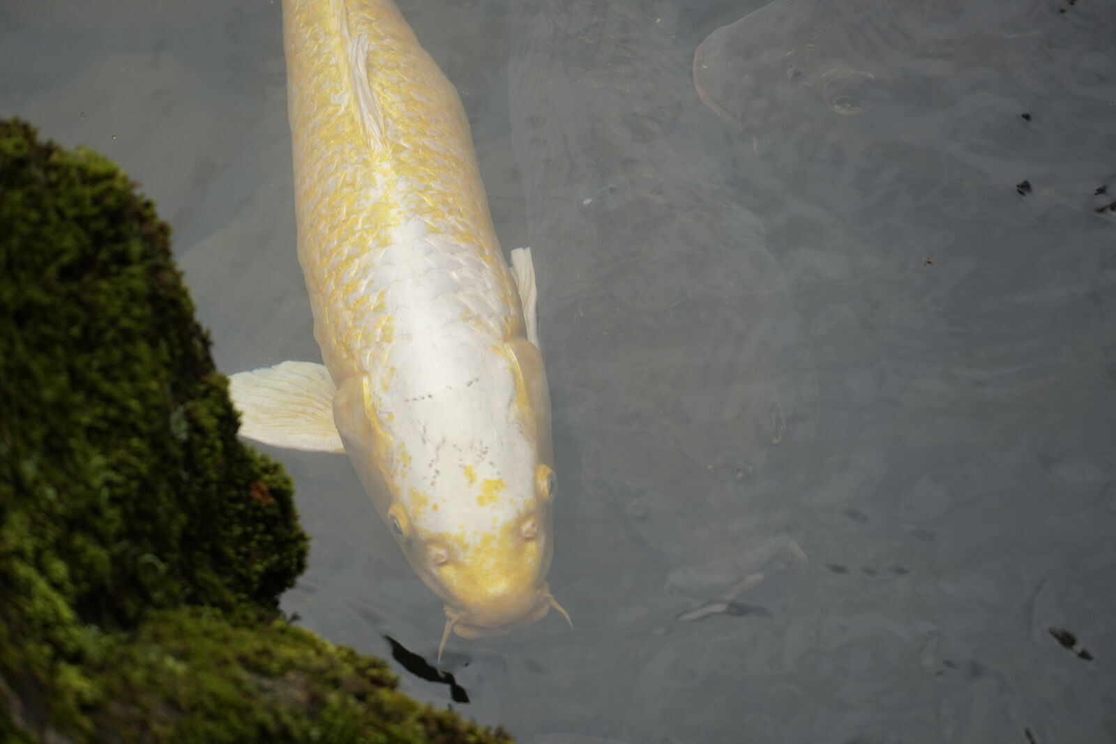 A golden koi swimming near mossy rocks in the clear pond water of Kenrokuen
