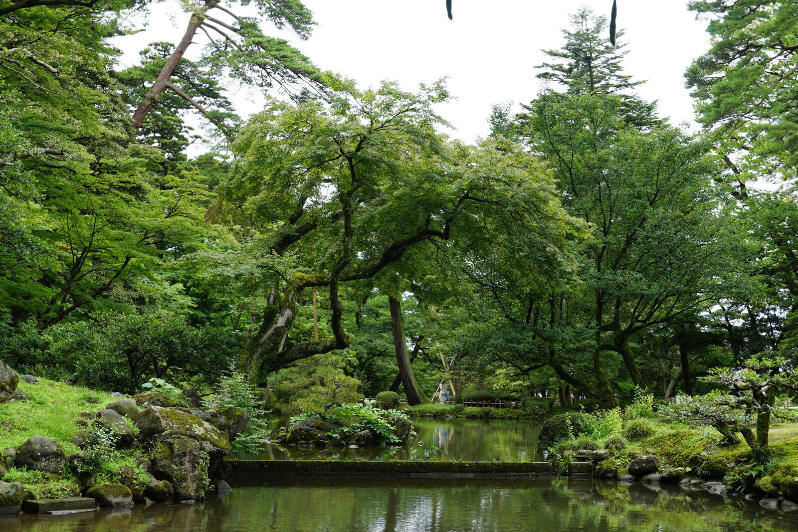 Wide green pond view with overhanging branches and summer light