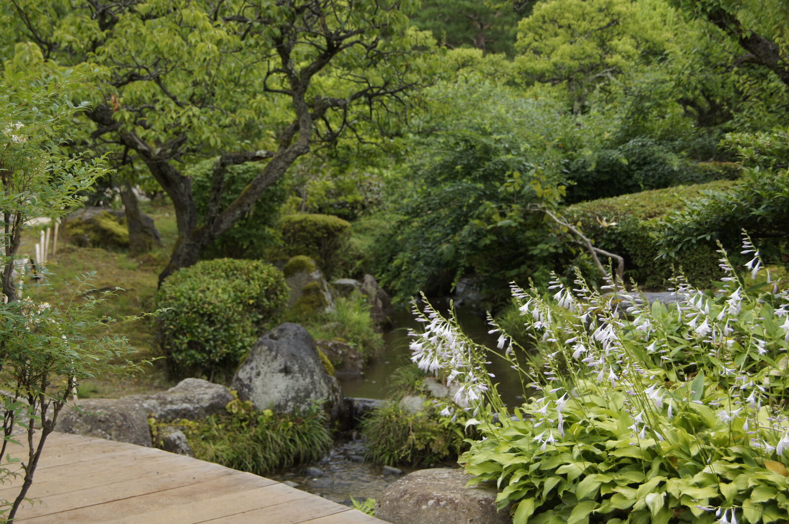 Blooming hostas in foreground with stream and layered garden behind