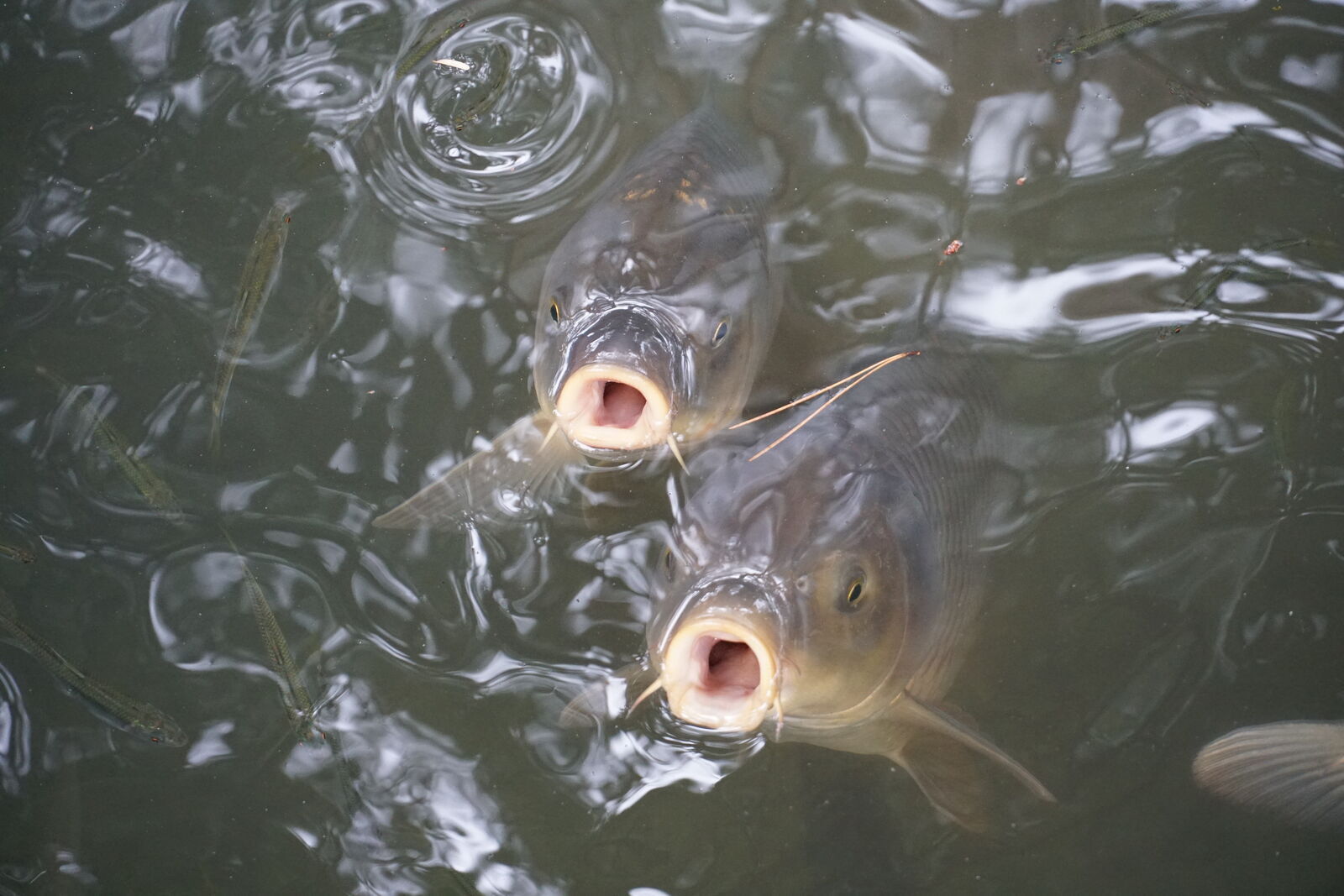 Two koi carp with open mouths rising to the surface of the pond in Kenrokuen