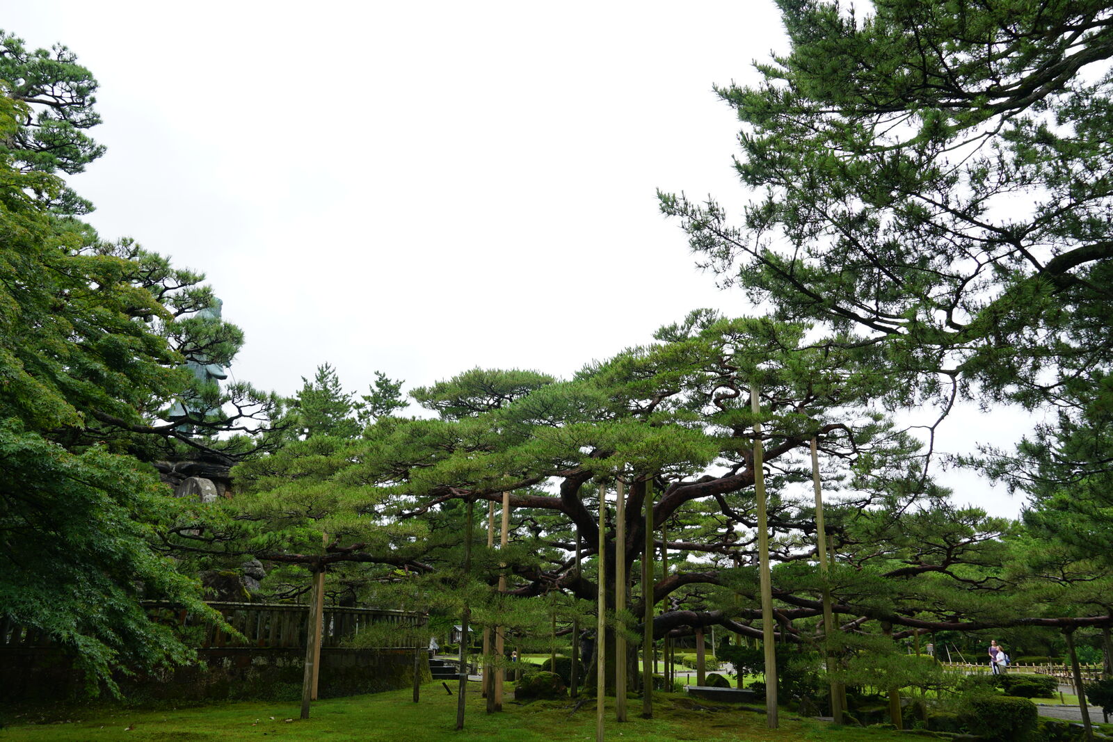 Massive pine tree with wooden support poles keeping its branches aloft