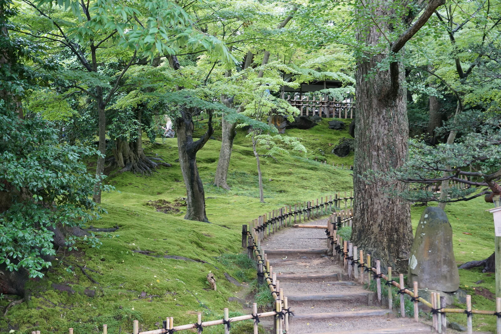 Stone steps disappearing into a mossy garden path among ancient trees