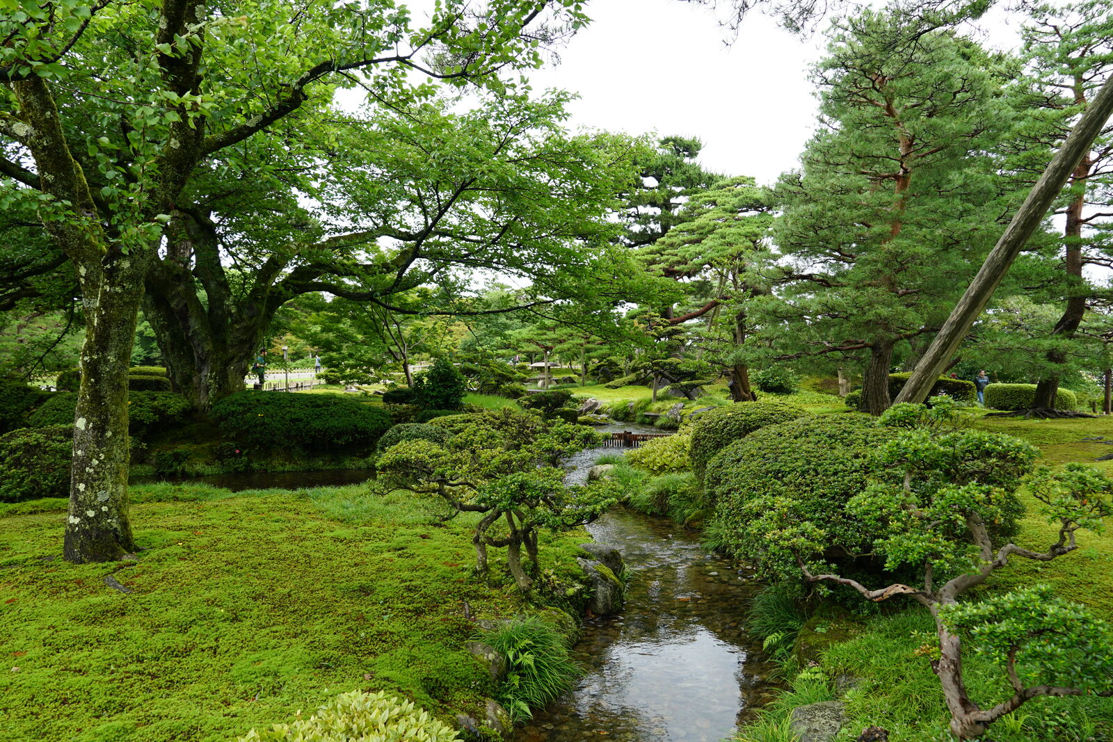 Narrow mossy stream flowing through green garden undergrowth