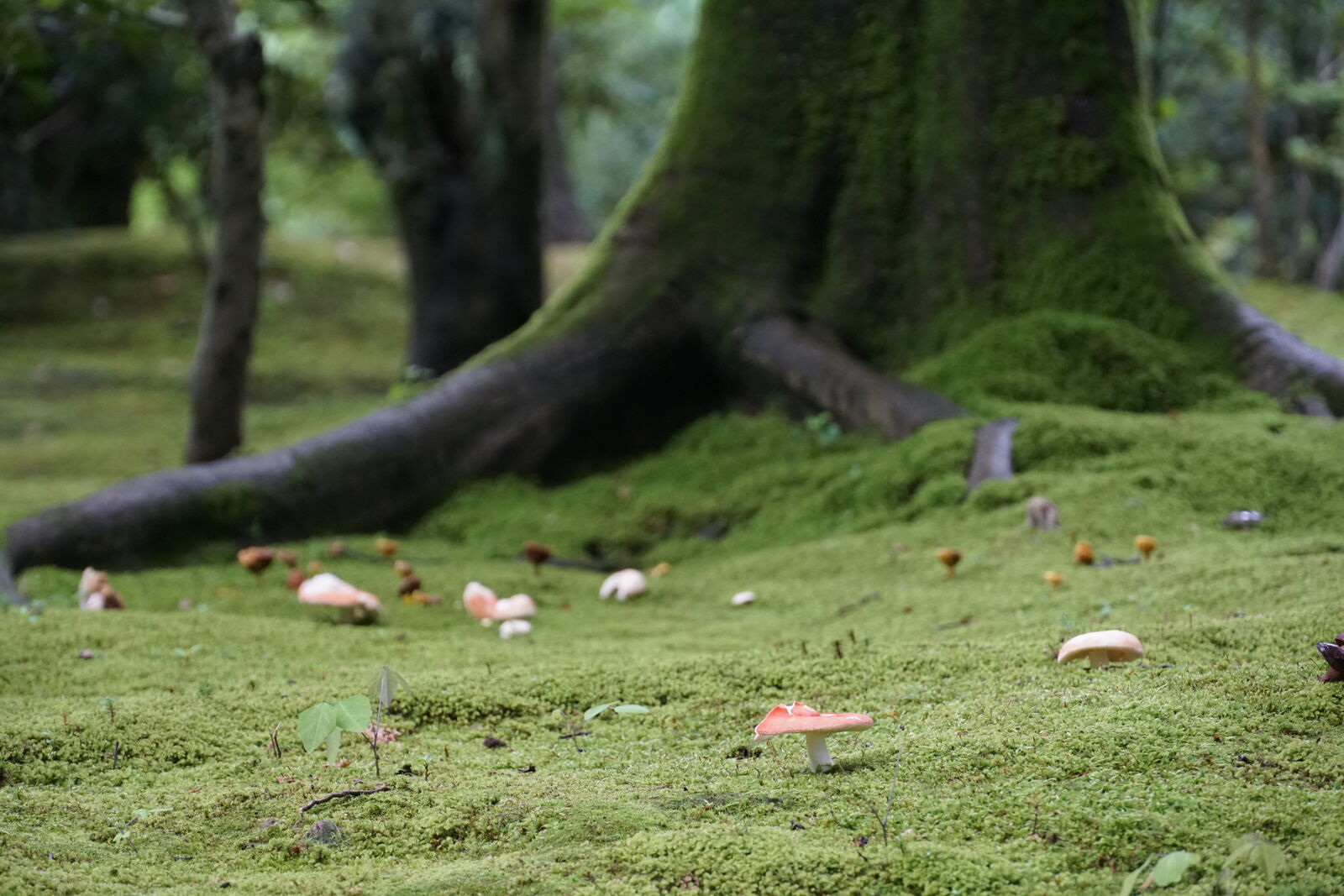 Mushrooms on moss from a wider angle showing the forest floor context