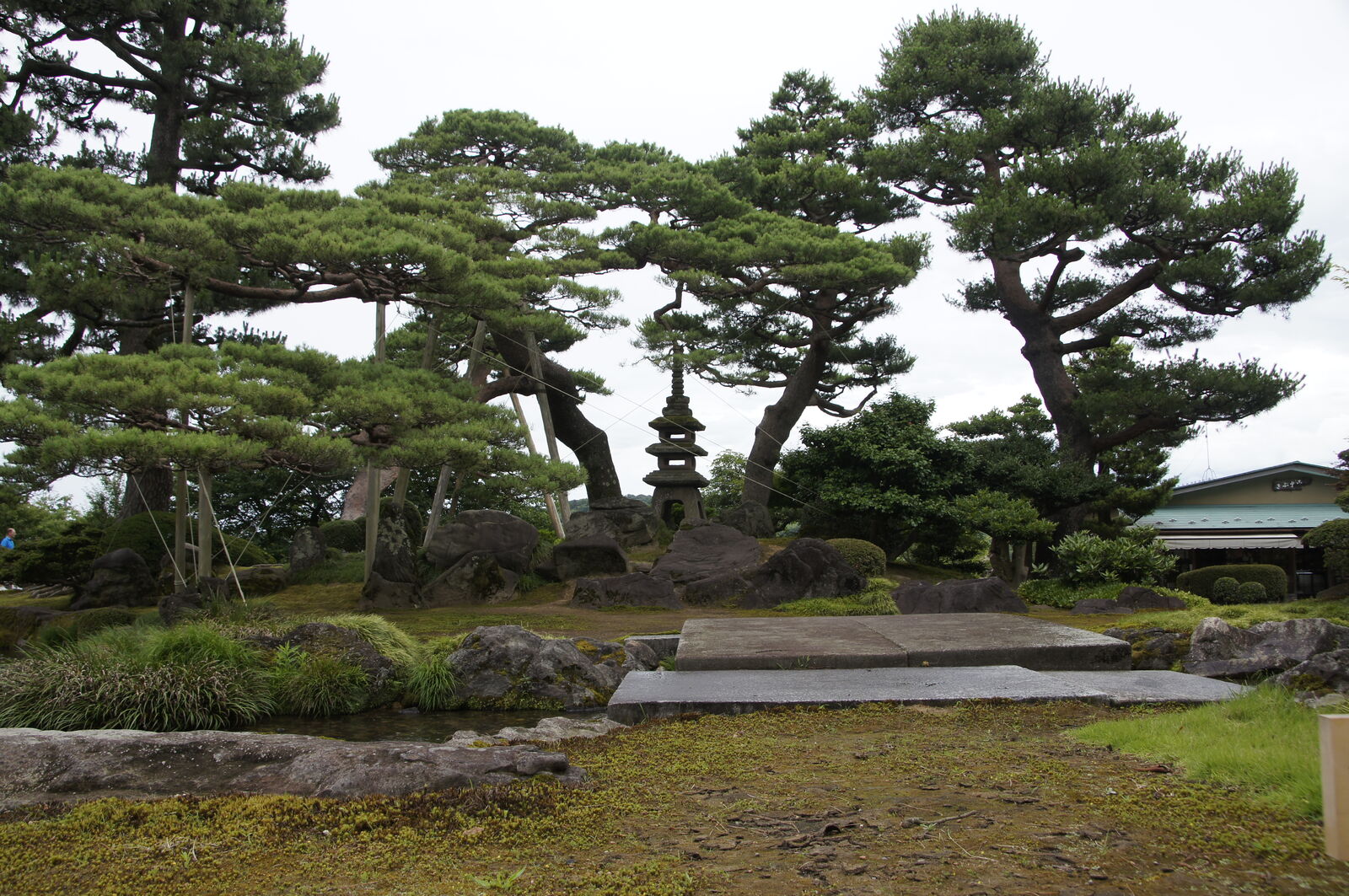 Pagoda lantern between massive pine trees with stone path in foreground