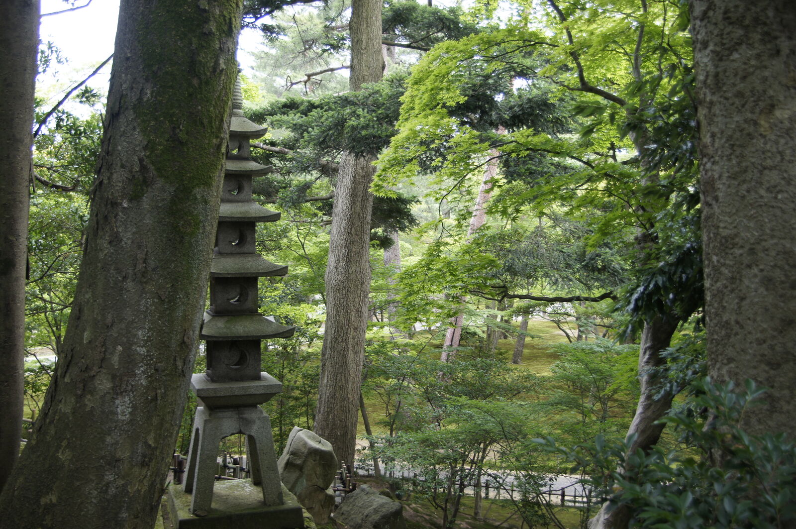 Multi-tiered stone pagoda lantern among tall trees with dappled green light