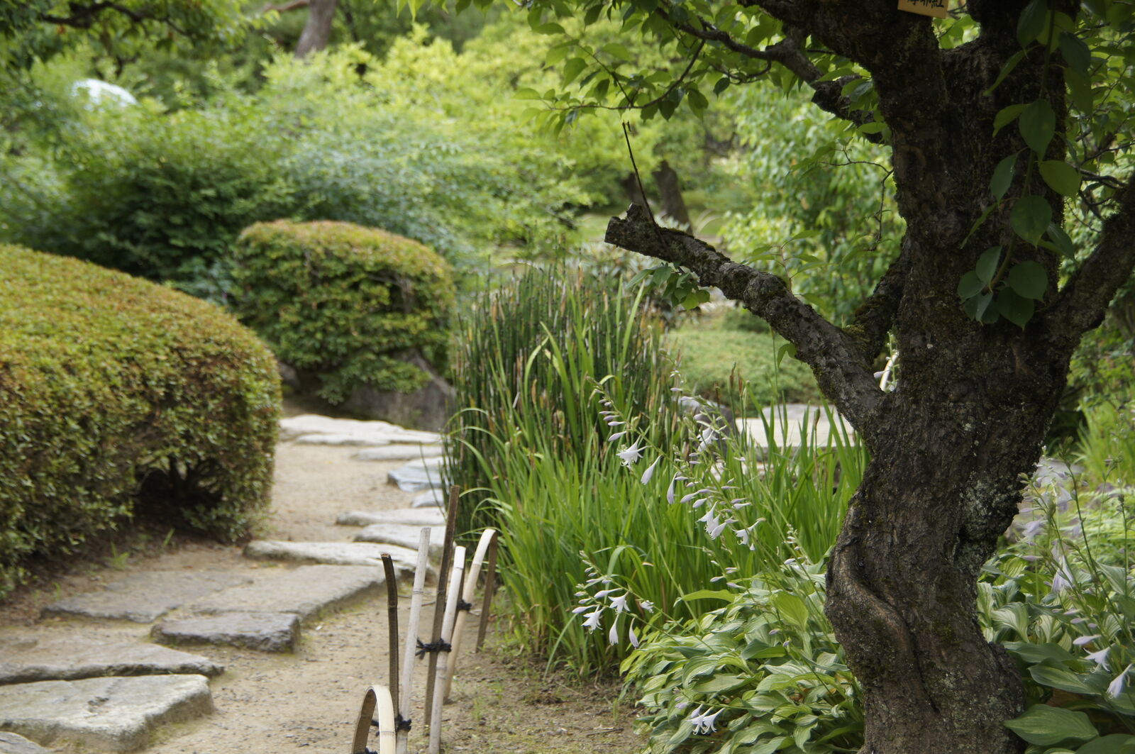 Stone stepping path with iris plants and hostas along the edges