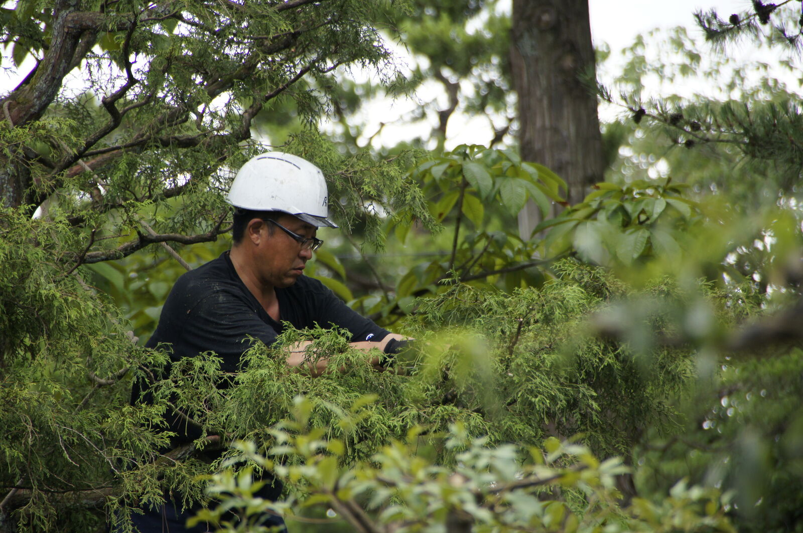 Tree pruner working high in the pine canopy with white helmet and careful hands