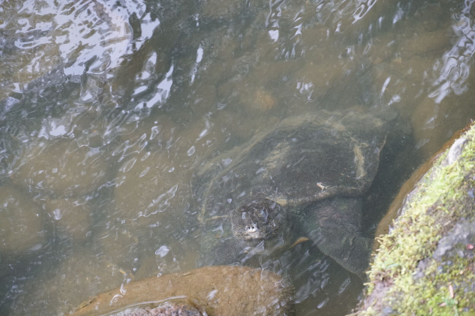 Turtle swimming in the clear pond water among koi
