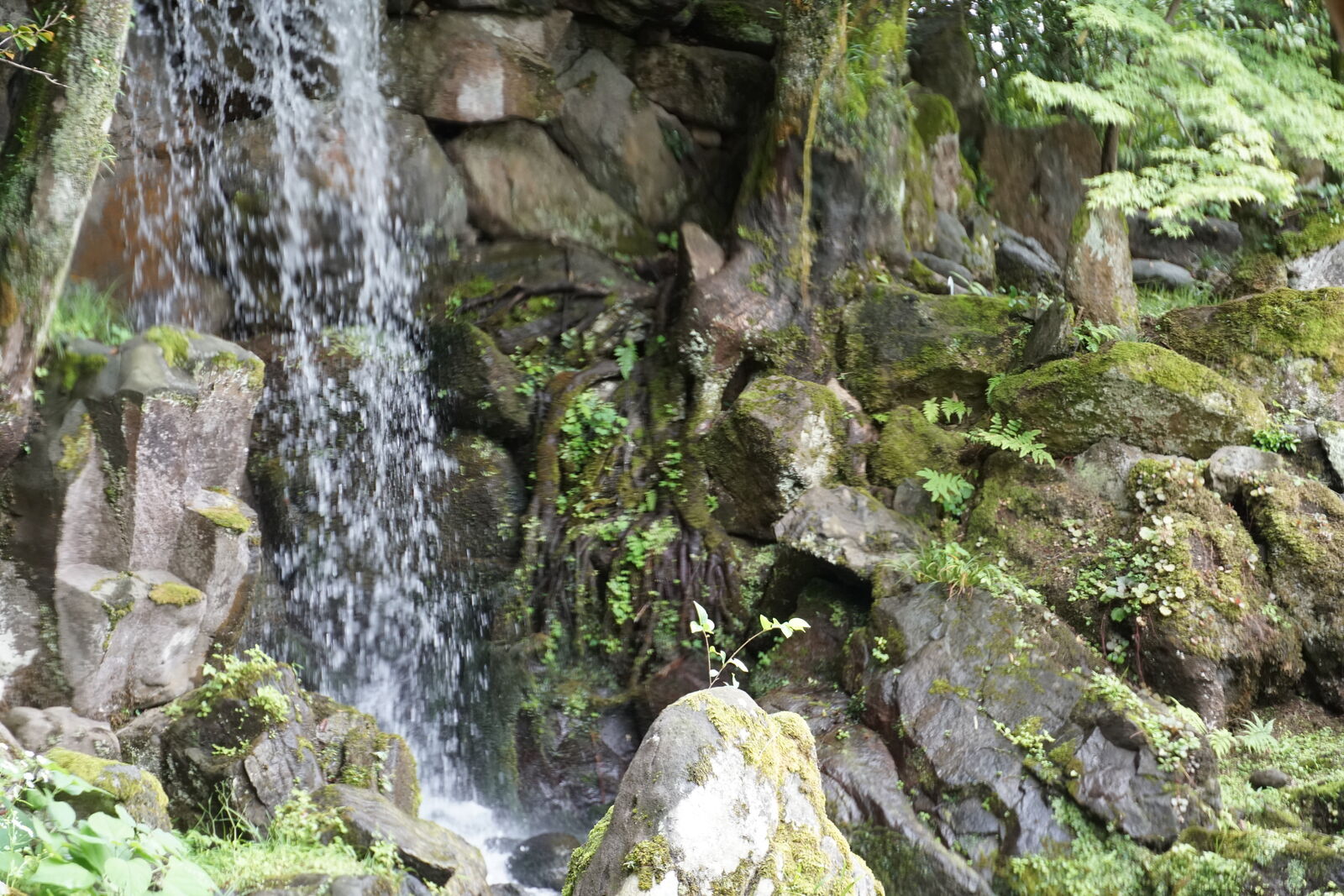 Close-up of waterfall flowing over mossy rocks with delicate ferns