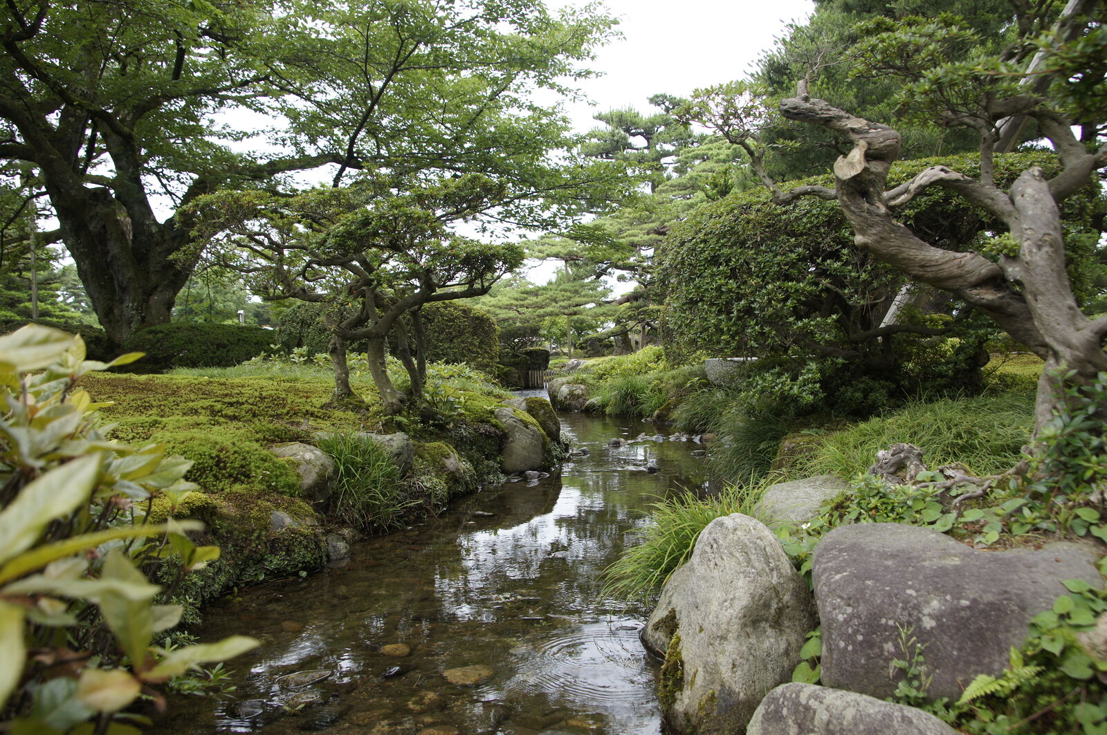 Stream winding between gnarled old trees and mossy banks through the garden