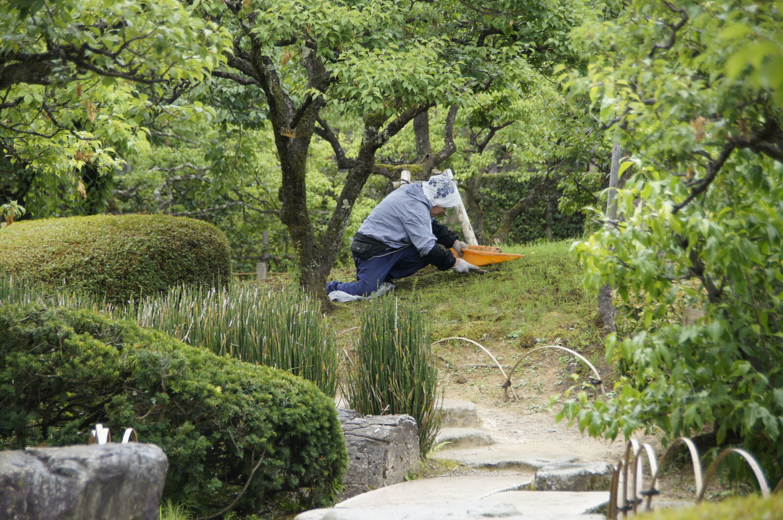 Gardener crouching on a stepping stone path with dustpan among green hedges