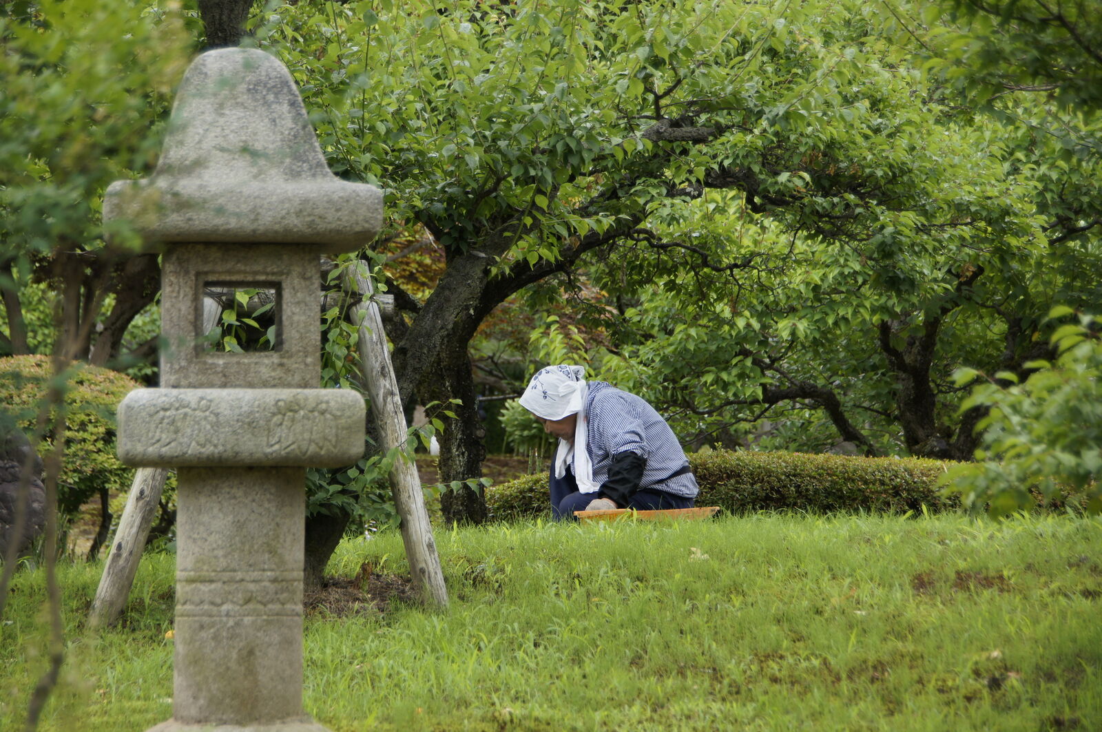 Worker weeding next to stone lantern in the plum grove