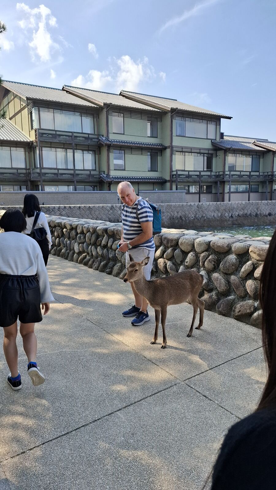 Tourists meeting deer at Miyajima's harbor, the friendly animals standing on the waterfront promenade without any fear of people
