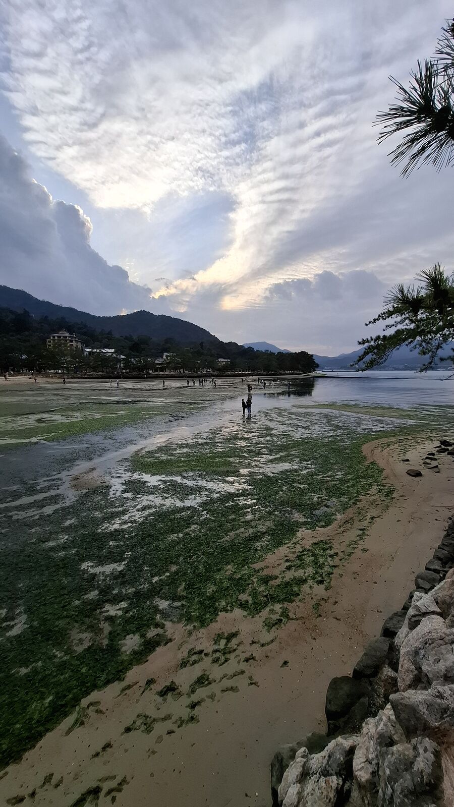 The exposed tidal flats at low tide, seaweed-covered mudflats stretching toward the distant shore, dramatic clouds building in the late afternoon sky, a lone figure walking across the seabed
