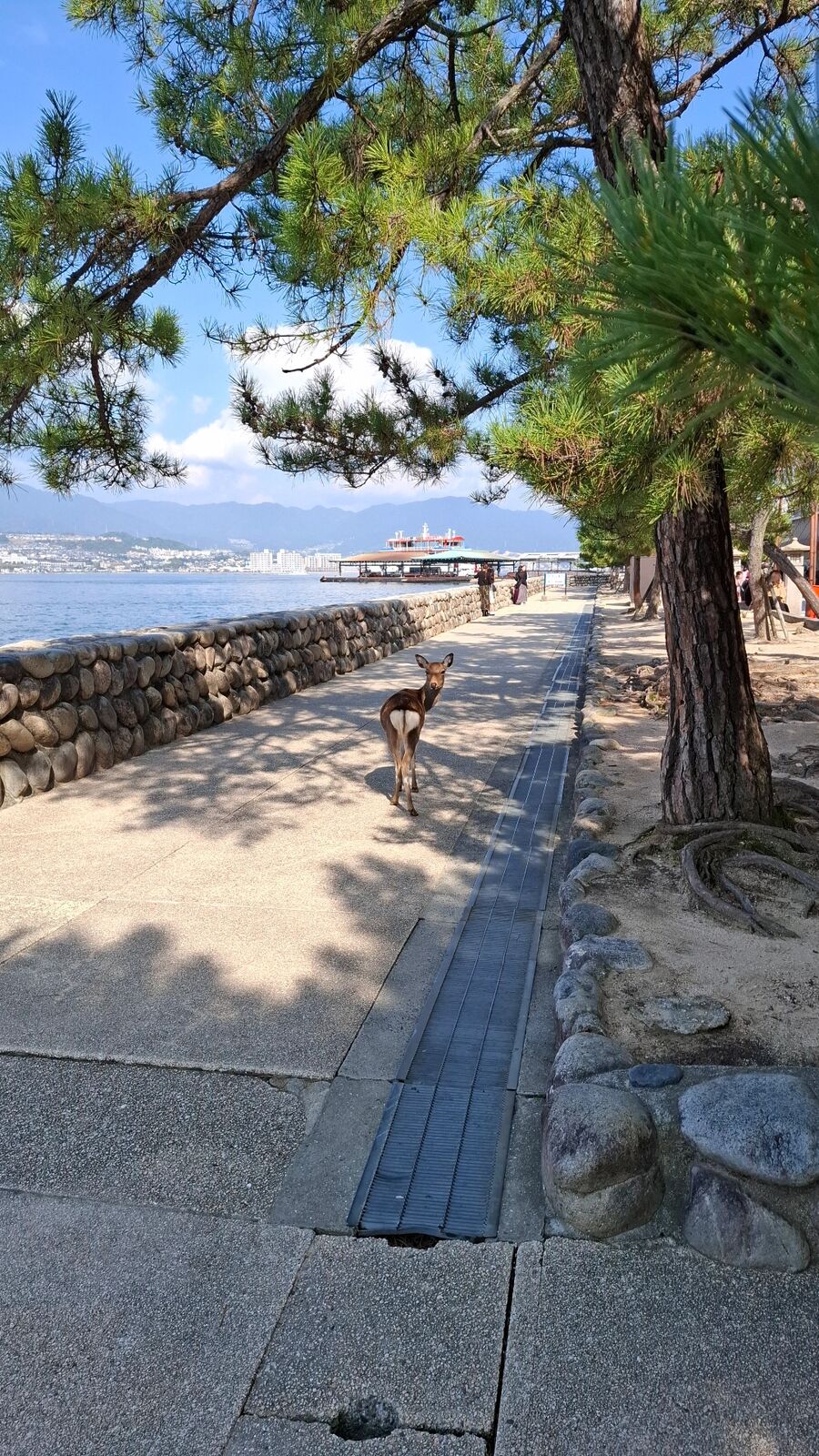 A lone deer standing on the sunlit waterfront promenade under pine trees, the Inland Sea and distant mountains visible behind