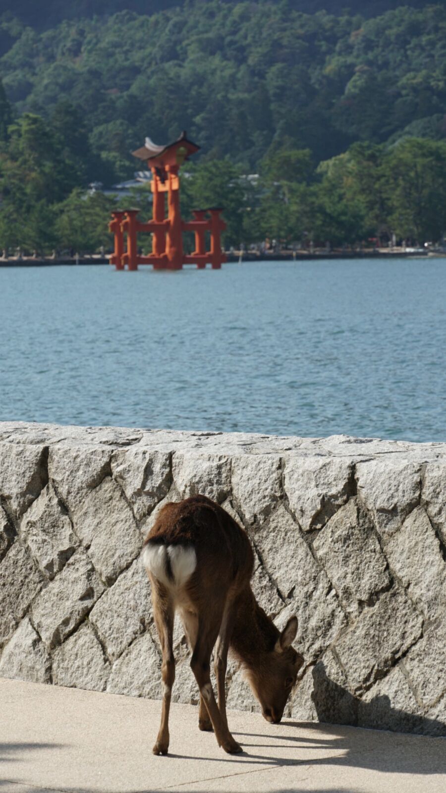 A deer walking along the stone seawall with the floating torii visible in the water behind it, the classic Miyajima composition of nature, culture, and sea
