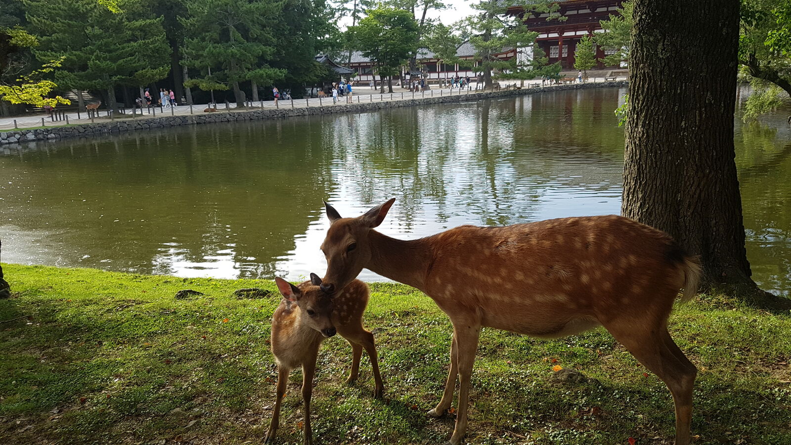 A deer mother and her spotted fawn standing beside a temple pond, the fawn nuzzling close to its mother, ancient red-painted temple buildings reflected in the still water