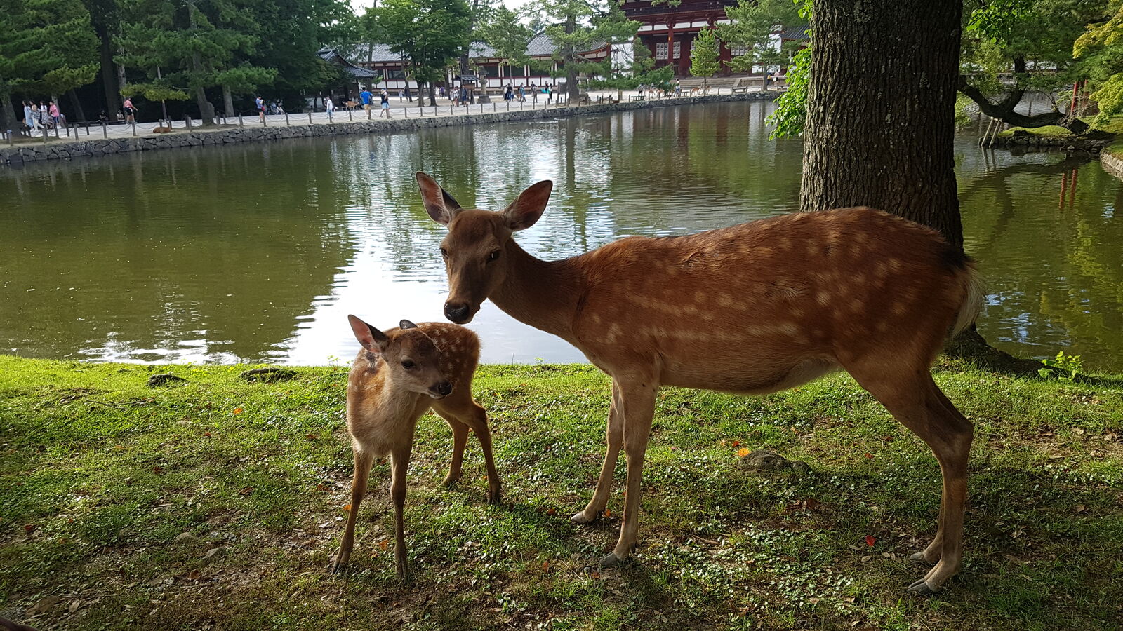 The same deer mother and fawn by the pond from a slightly different angle, the fawn looking directly at the camera with large dark eyes