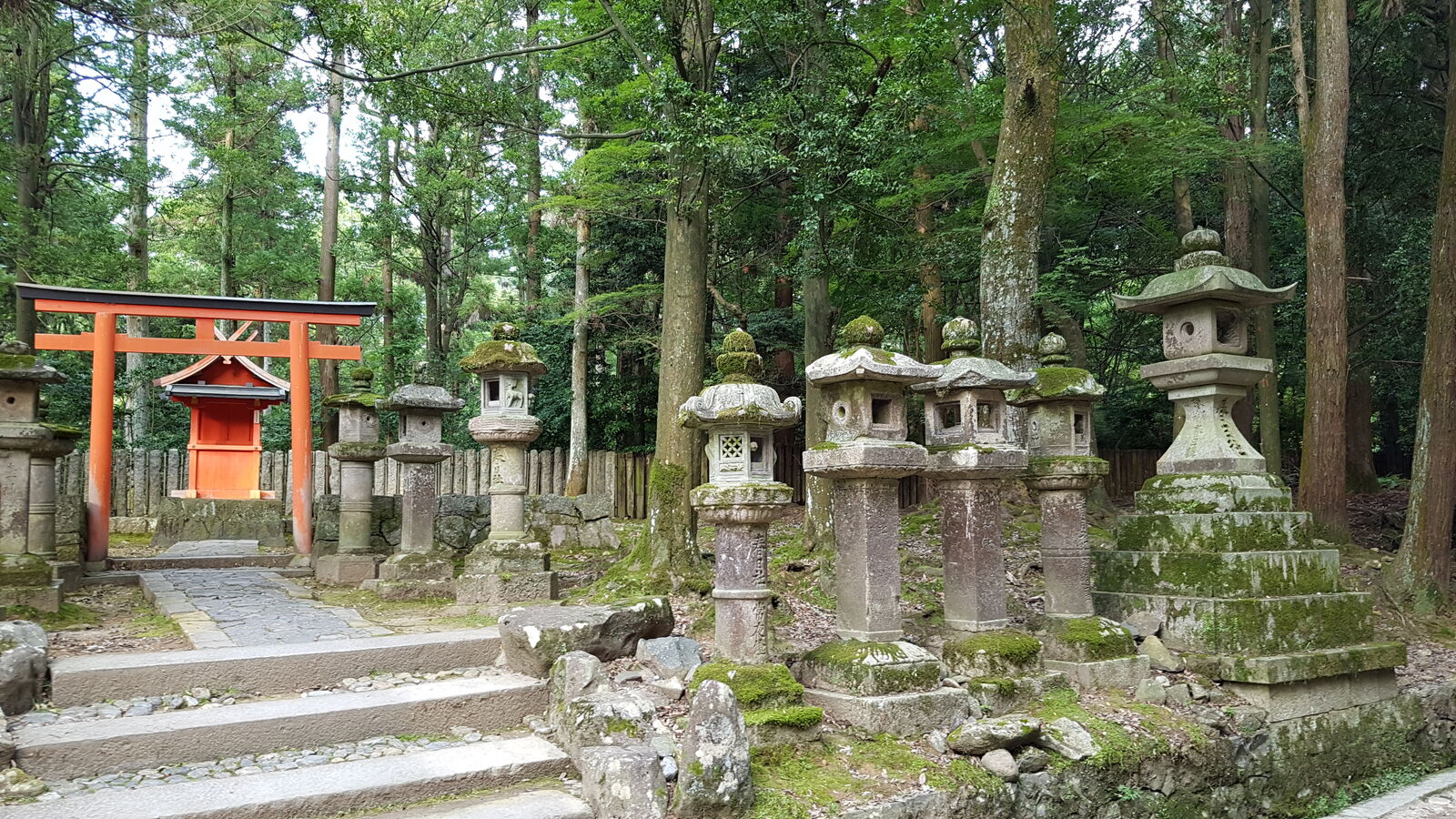 A red torii gate and rows of stone lanterns in the forest approaching Kasuga Taisha, the ancient offerings standing in quiet ranks under towering cedars