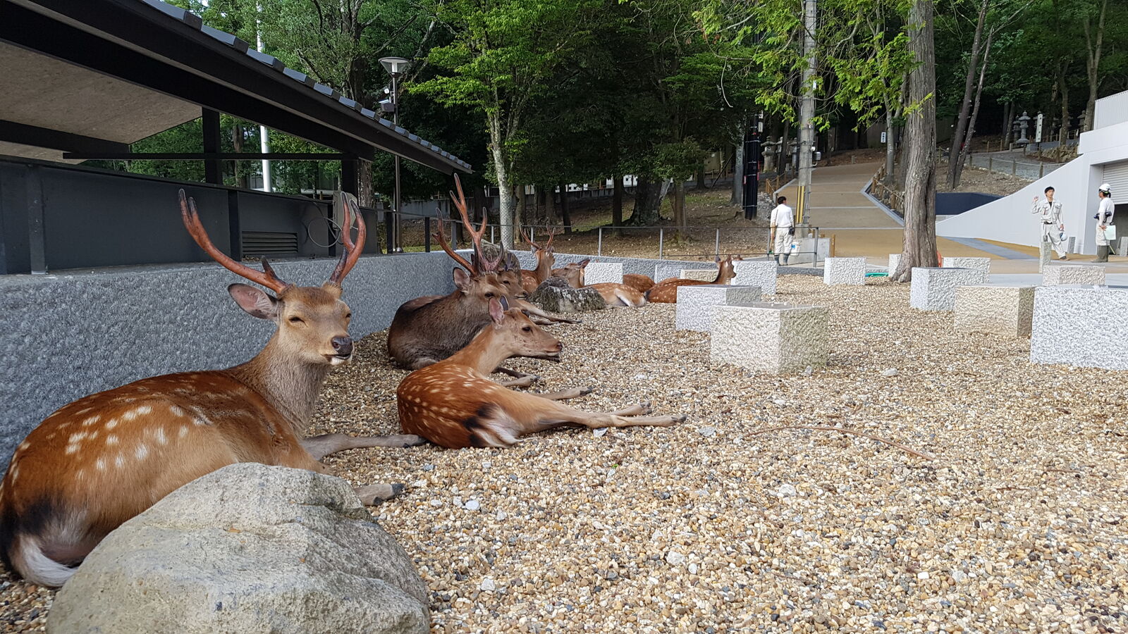 A group of bucks resting together on gravel, their spotted coats and branching antlers catching the late afternoon light, completely at ease among the park visitors