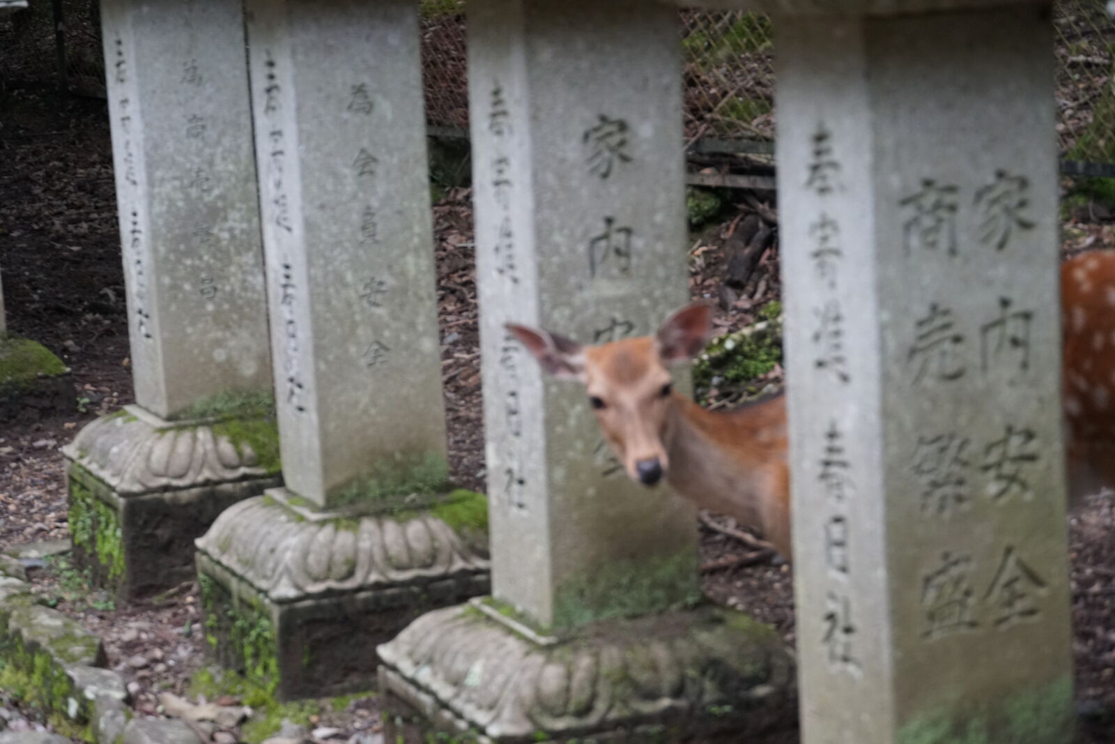 A deer peeking between stone prayer pillars inscribed with Japanese characters, its face framed by the grey stone columns