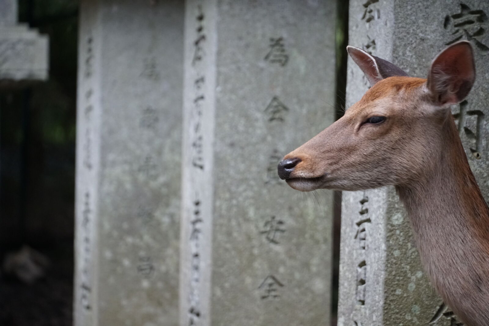 A deer's face framed between stone prayer pillars inscribed with Japanese characters, the animal resting its head against the ancient stone with calm, trusting eyes