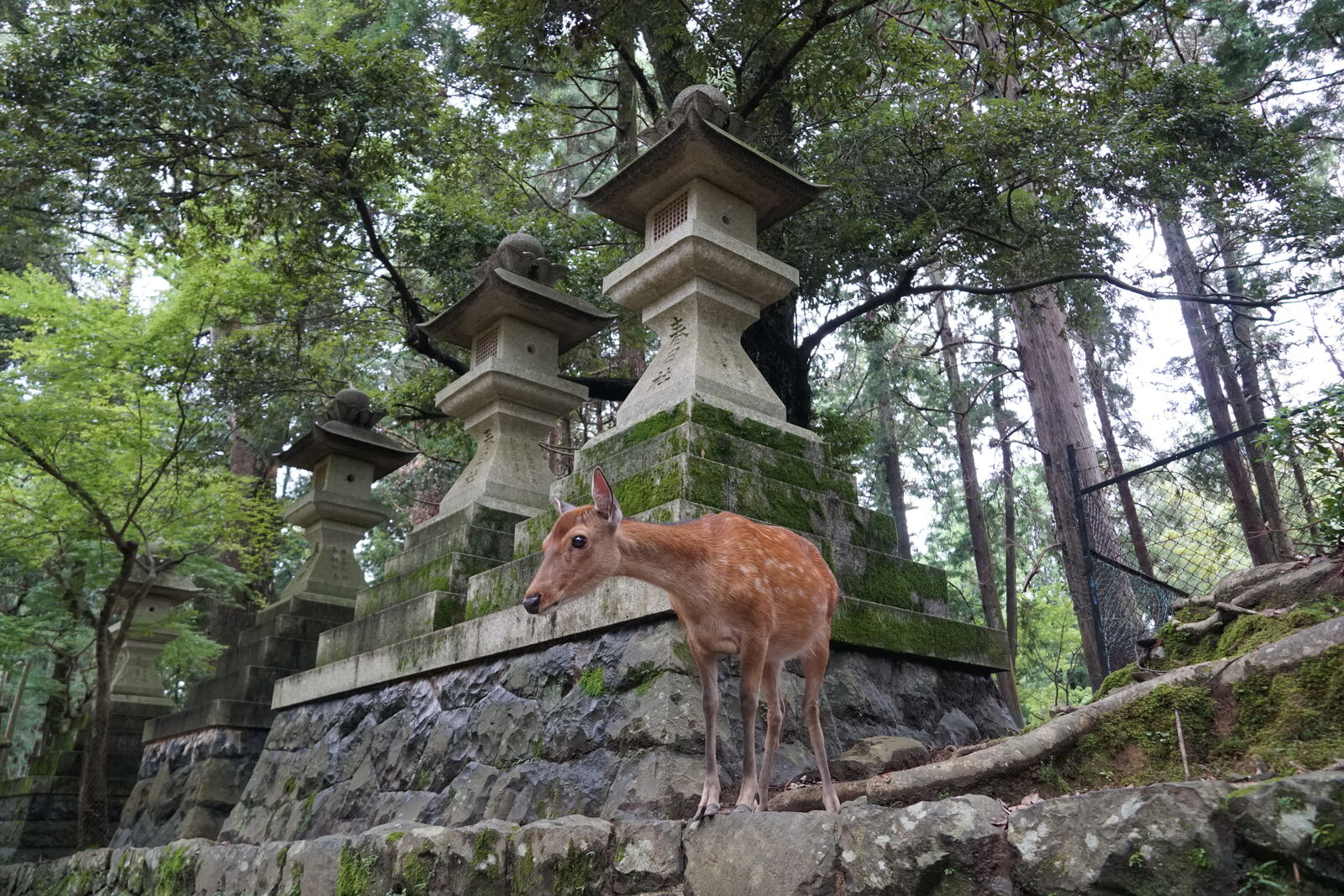 A deer standing on stone steps in front of moss-covered lanterns in the forest, the animal perfectly framed by the ancient structures and towering trees behind