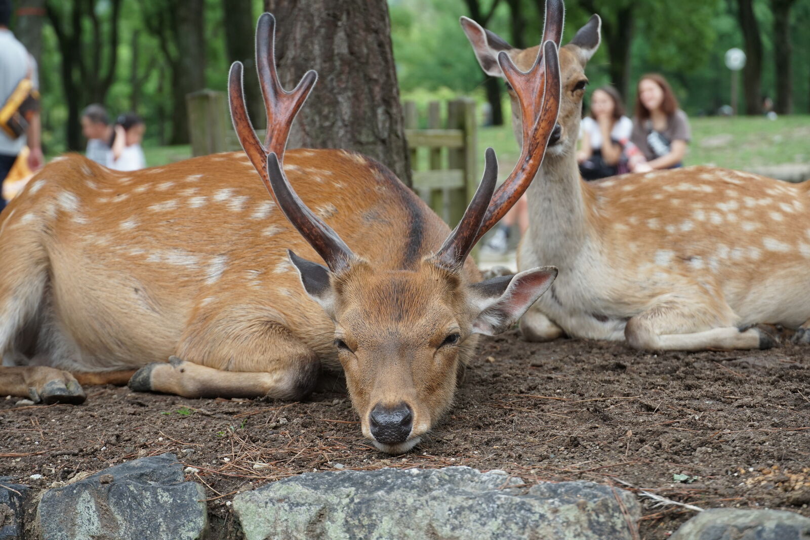 A buck lying on the ground with his eyes half-closed, enormous antlers spread wide, completely relaxed amid the park visitors