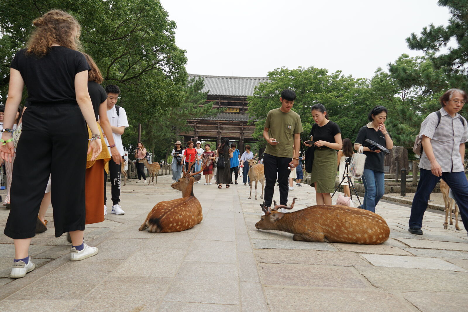 Deer lying casually on the stone-paved approach to the Nandaimon gate, visitors walking around them, the huge wooden gate visible in the background